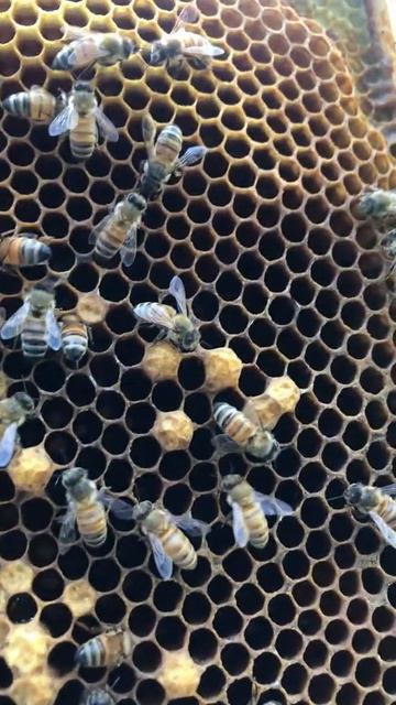 JUN21 Frame 8 First Inspection on my Own! смотреть онлайн