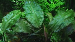 Криптокорина  понтедерієволиста (Cryptocoryne pontederiifolia)