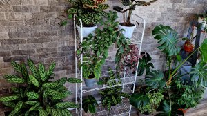 Цветочная Комната Готова! Заселяю ☘️🌸💚 С Праздником!