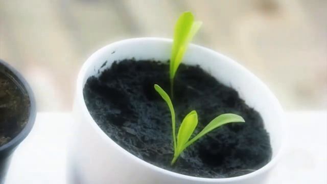 Marigold - Calendula Officinalis - 1 week growing time-lapse смотреть онлайн