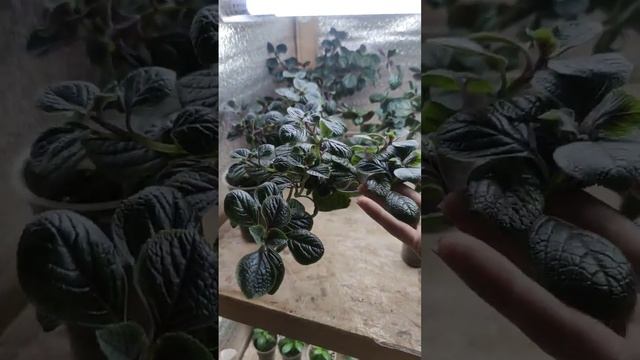 ПЛЕКТРАНТУС NIKO.