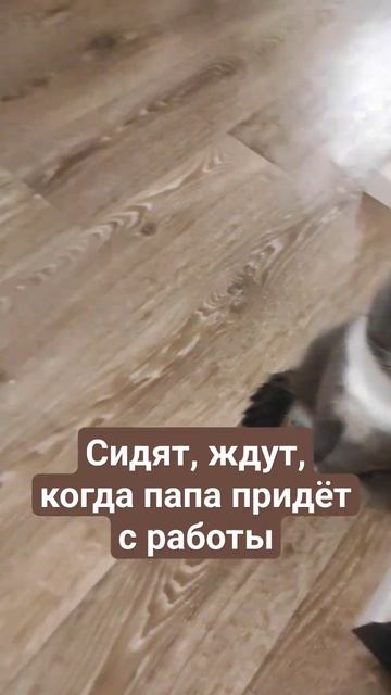 Смотреть до конца..У всех так? 😅 #котики #юмор смотреть онлайн