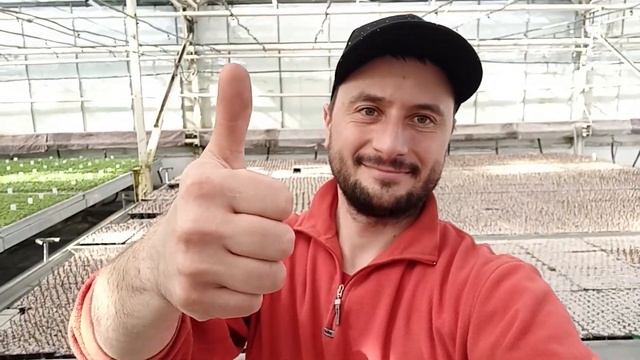 Обліпихова плантація. Підсумок 2021р. Субсидію одержано. смотреть онлайн