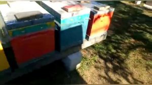 Качественная Борьба с Клещём!!!