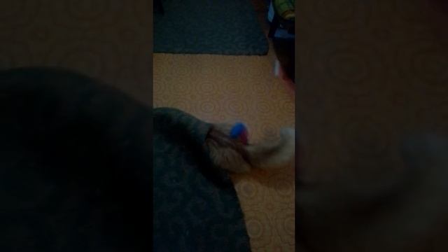Моего кота зовут треножник смотреть онлайн