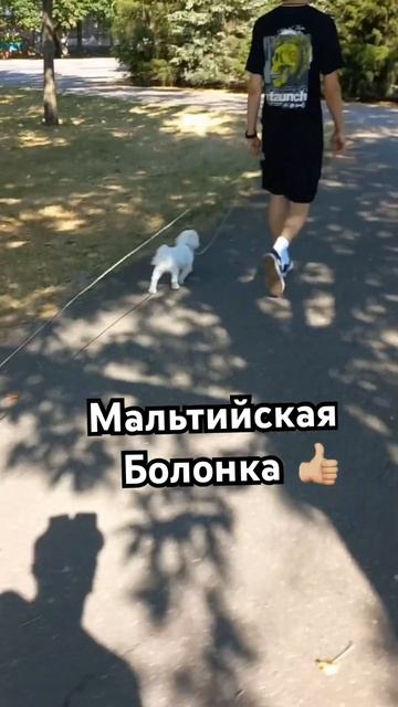 Мальтийская болонка , команда рядом🔥#дрессировкасобак #мальтийскаяболонка смотреть онлайн