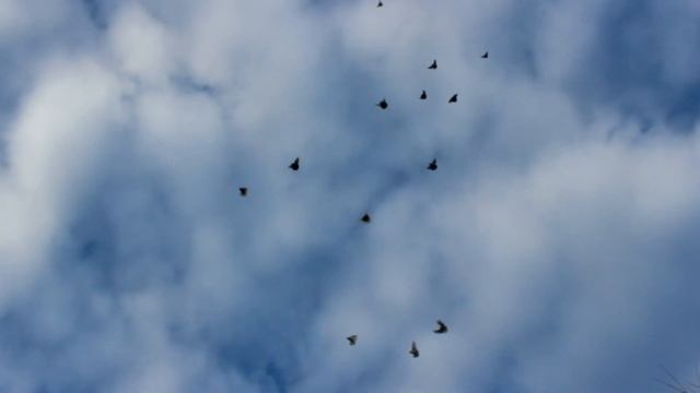 ПОСЛЕ НЕДЕЛЬНОГО ПЕРЕРЫВА РЕШИЛ ХОТЬ ЧУТЬ- ЧУТЬ ВОРУХНУТЬ ГОЛУБЕЙ. 29 декабря 2022 г. смотреть онлайн