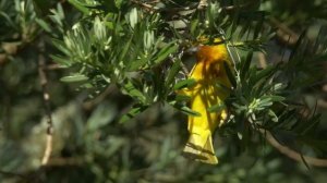 Юг Африки, секреты дикой природы-