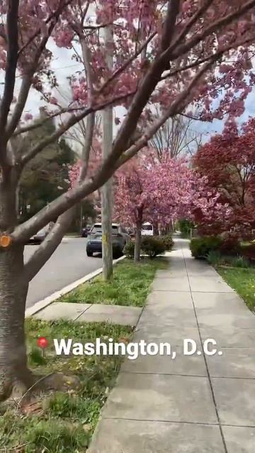 Spring in Washington, D.C. #washingtondc #washington #dc #spring смотреть онлайн