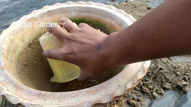 Morning Glory ଫୁଲ କୁ ମଞ୍ଜି ରୁ କେମିତି Grow କରିବା || How to Grow Ipomoea from Seeds || Odia Gardener смотреть онлайн