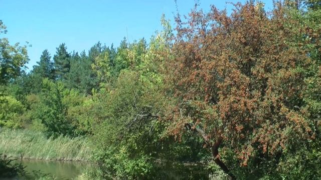 ОРЕХОВЫЙ СПАС. ГАВРИЛОВСКИЙ ЛЕС. ПОКРОВСКИЙ РАЁН смотреть онлайн