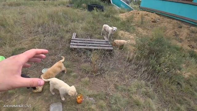 Приехала хозяйка территории / Накормил щенят супом и борщем смотреть онлайн