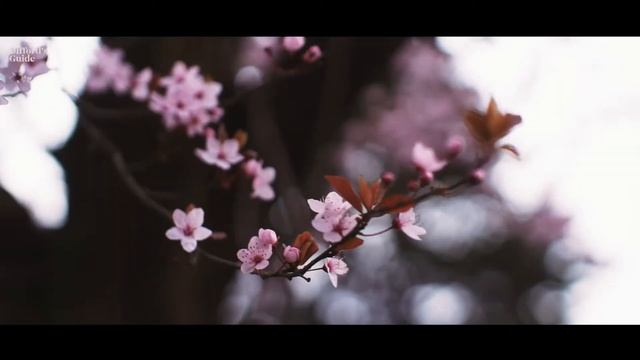 Camus: Tasting - Caribbean смотреть онлайн