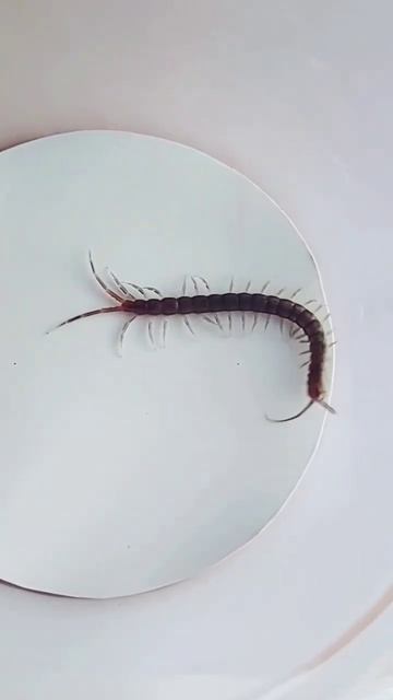 Centipede In Happy Mood | #shorts смотреть онлайн
