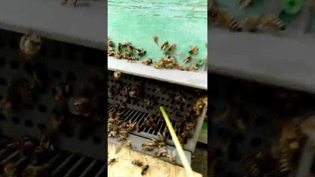 Пыльцесборник раба в в детстве смотреть онлайн