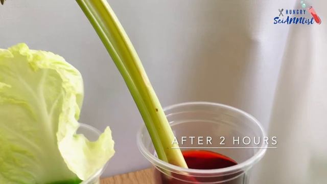 Xylem in Plants | How Water Moves Up the Stem | Water Movement in Plants | Science Experiment смотреть онлайн