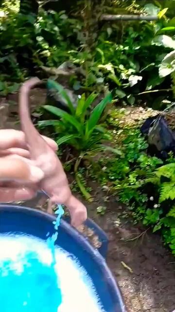 ⭐ jurassic world evolution 2 ? ⭐ Lavando dinossauros de plástico sujos • T REX • #shorts смотреть онлайн