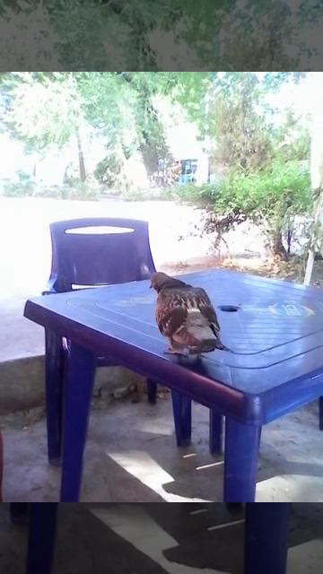 Культурное птица в алмате смотреть онлайн