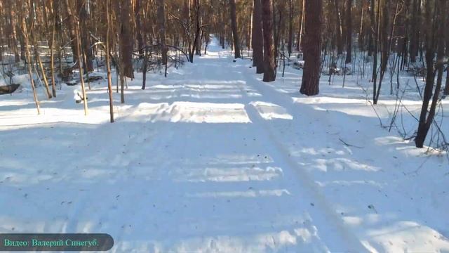Зимняя лесная прогулка смотреть онлайн