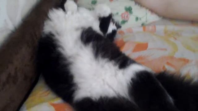 Барсик ТВ смотреть онлайн