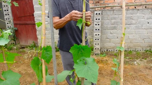 Growing Angled luffa at Home easy and with lots of fruit | TEO Garden смотреть онлайн