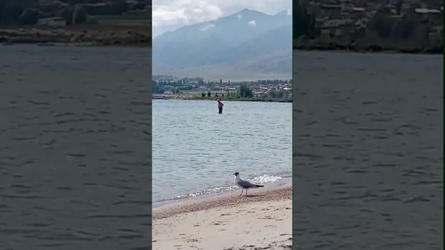 Иссык куль.Любопытные чайки. смотреть онлайн