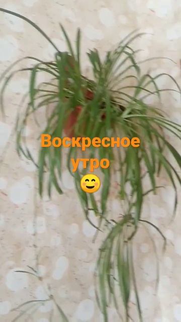Мелодия моя😄,слова Борис Пастернак.Мело,мело по всей земле..У нас точно. смотреть онлайн