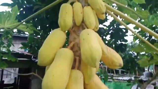 the yellow #papaya#philippines #probincyana #filipino смотреть онлайн