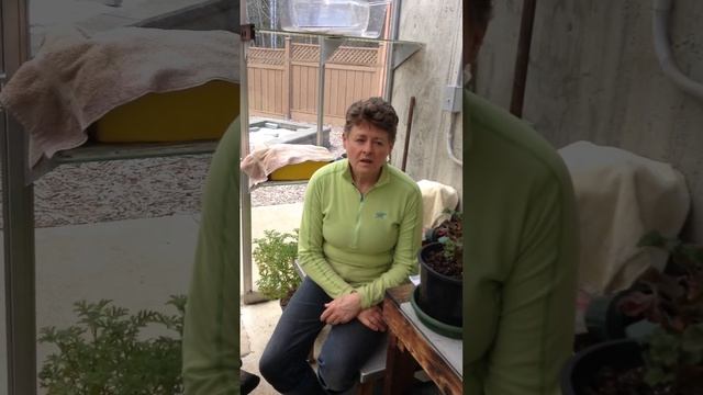 Types of Tomatoes and things to consider when buying seed смотреть онлайн