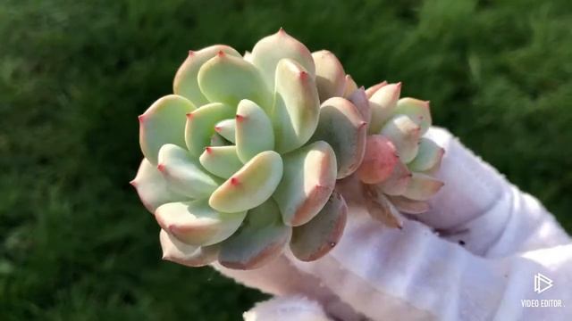Echeveria Horizon смотреть онлайн