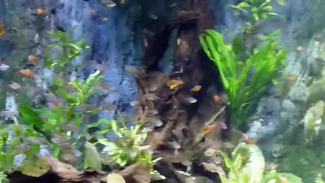 Discus and Neon Tetra Public Aquarium UK смотреть онлайн