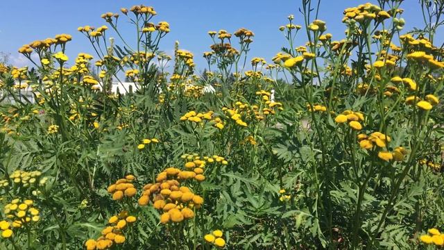 Wrotycz pospolity, Tanacetum vulgare смотреть онлайн