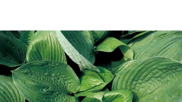 Hostas In Korea, 비비추 '블랙 힐스' Hosta ‘Black Hills’