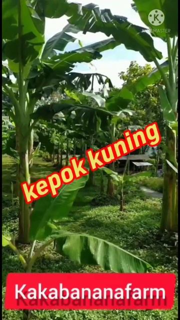 SEDIA BIBIT PISANG смотреть онлайн