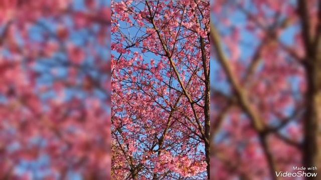 Калининградские краски отцветающей магнолии, сакуры и алычи в середине апреля 2025 смотреть онлайн