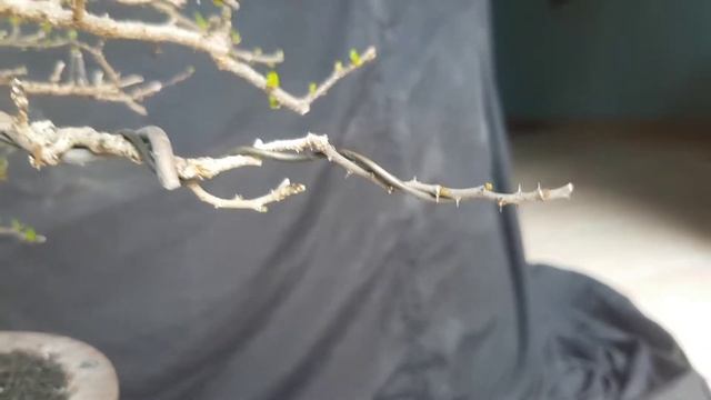 REVIEW BONSAI ELEGAN DAN LADA LADA - SIAP KONTES DI KELAS MADYA #bonsaiindonesia смотреть онлайн