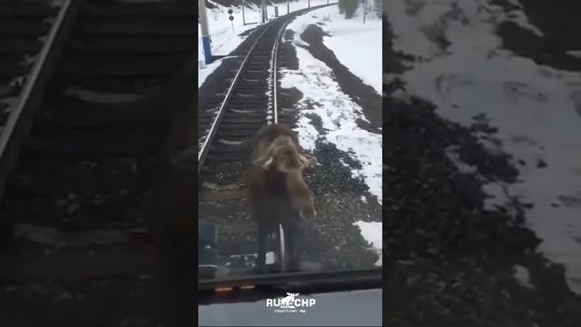 Молодой лось не пропускает мотовоз смотреть онлайн