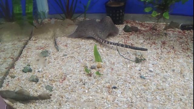 Малки Скатове Potamotrygon motoro смотреть онлайн