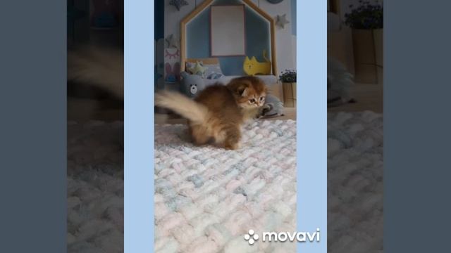 Шотландский вислоухий котёнок смотреть онлайн