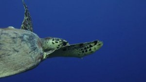 Тайны Красного моря.