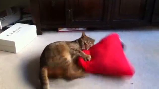 Котский против лося :) смотреть онлайн