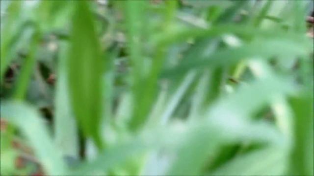 クロアゲハに似たジャコウアゲハ～さった峠にて～ смотреть онлайн