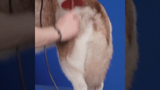 Brushing A Siberian Husky With OMG Grooming Spray