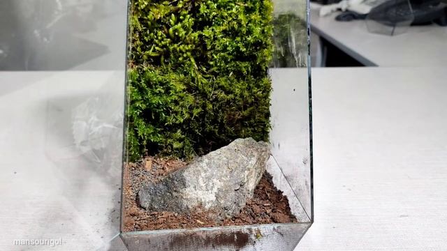 How To Make A Moss Terrarium (Mossarium) смотреть онлайн