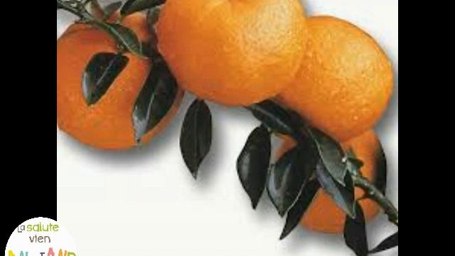 Chinotto смотреть онлайн