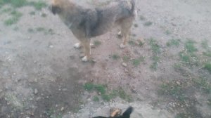 VID_20250414_190257.mp4