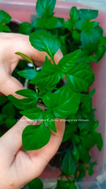 Антистрессовые препараты для рассады. #огород #подкормкарассады #рассада #дача #рассадаантисррес