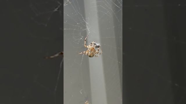 паук и муха смотреть онлайн