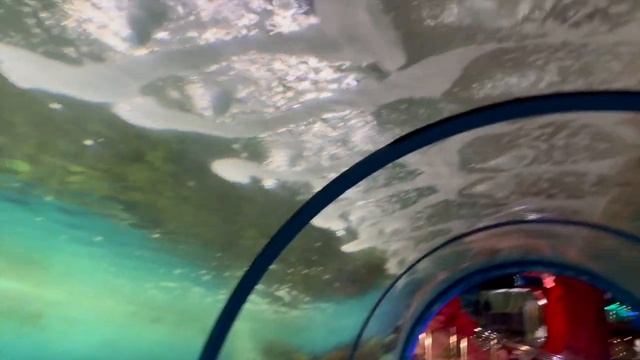 Краснодар Океанариум « Океан парк»   4 мая 2024 года