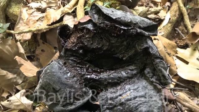 Rafflesia cantleyi dead flower, Malaysia. 20210219_115722.uhd смотреть онлайн